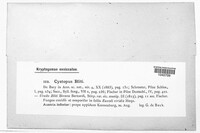 Cystopus bliti image